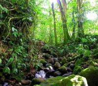 Rainforest Hike